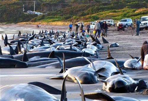 Australia Stranded Whales